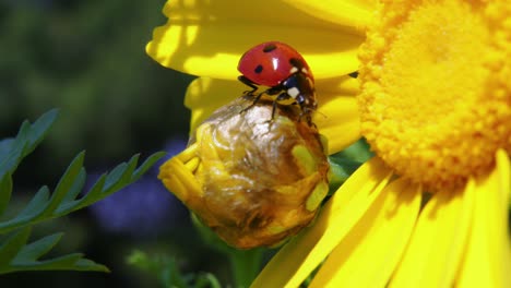 Mariquita-Colorida-Arrebatando-Comida-En-El-Aire-Mientras-Se-Sienta-En-Un-Capullo-De-Flor,-De-Cerca