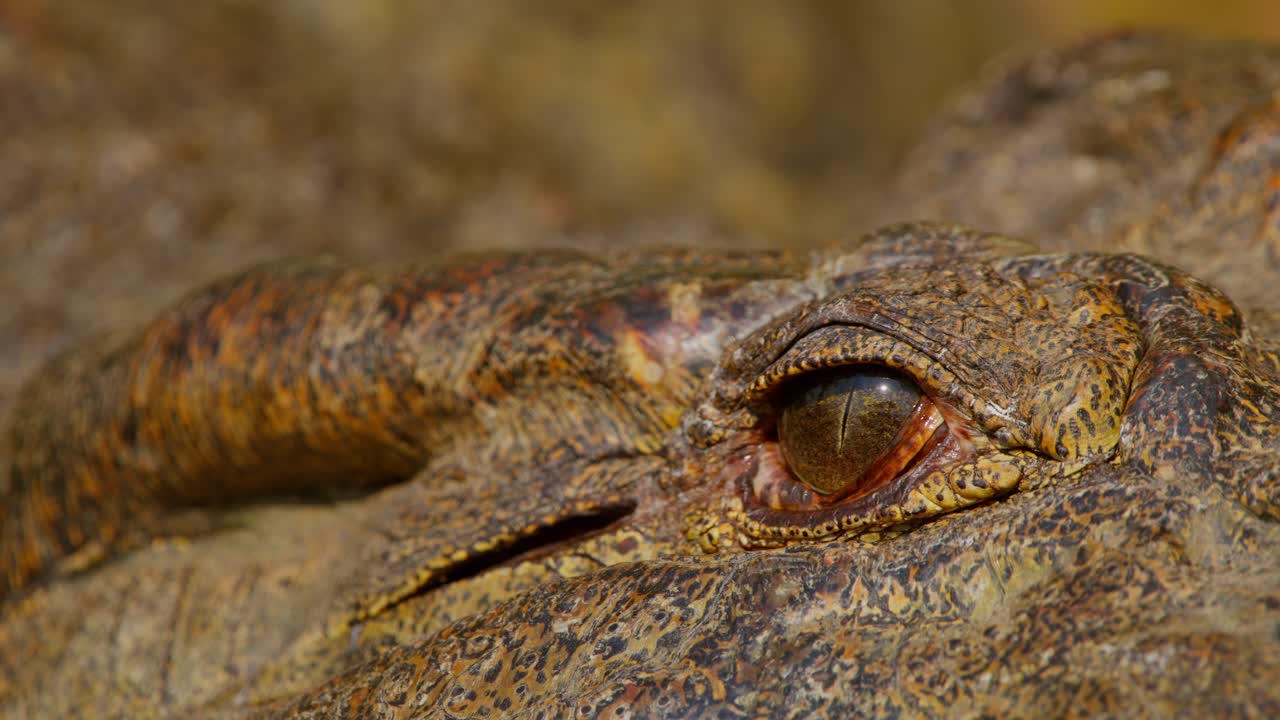 A Nile crocodile (Crocodylus niloticus) rests on the riverbank in Uganda's Murchison Falls National Park, its eye blinking slowly in extreme close-up, revealing skin detail and eyelid motion.