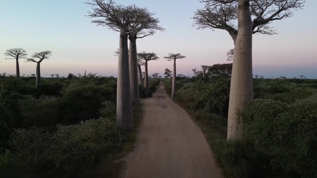 Madagaskar, Morondova'daki Baobab Yolu'nun toprak yolunda ilerleyen alçak irtifa drone uçuşu. Yumuşak bir alacakaranlık gün batımında efsanevi dev ağaçların manzaralı havadan görünümü.