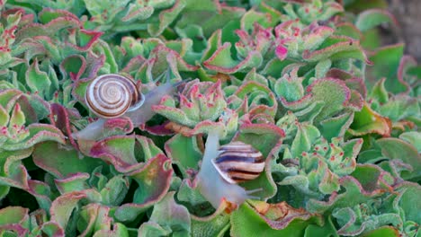 snails moving across red and green plant life