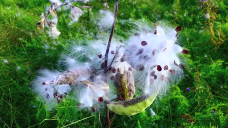 close up on a cottony seed pod bursting out, moving in the wind, then pulling back to reveal more in the field