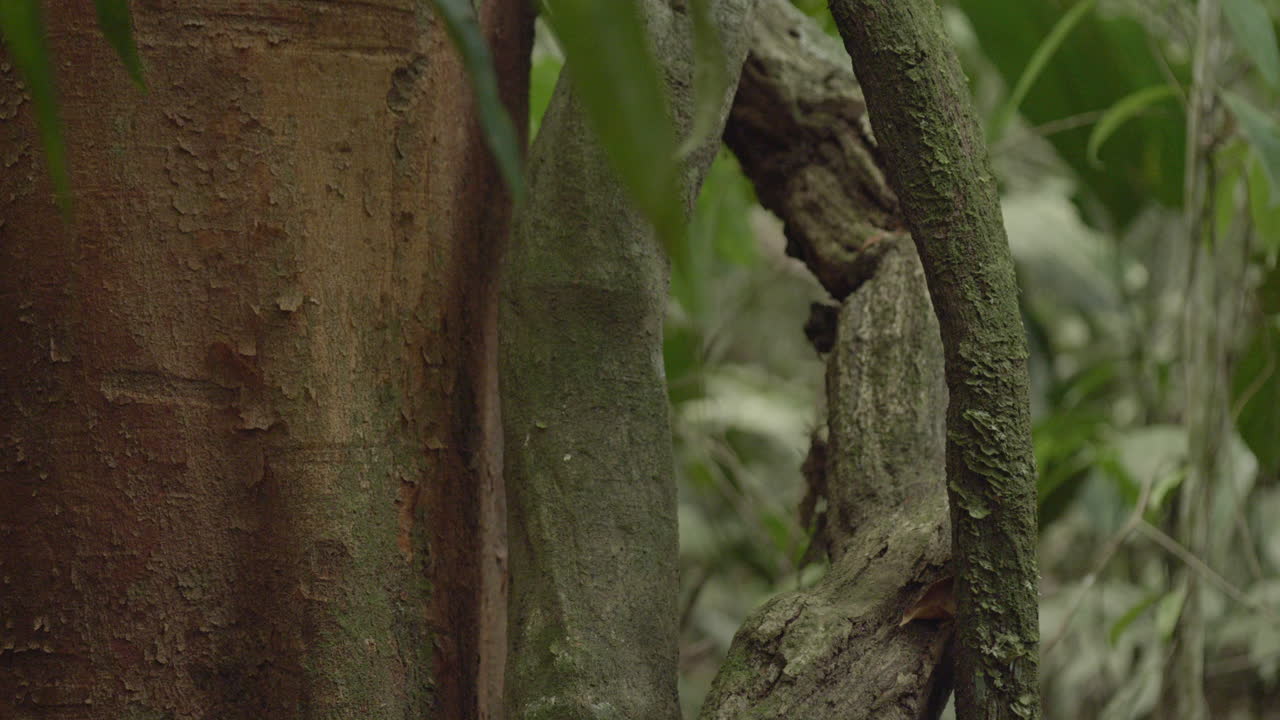 Tropical plants and leaves inside Amazon rainforest