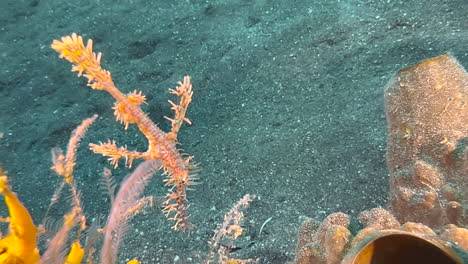 ornate ghost pipefish hovering over dark sand next to a coral block