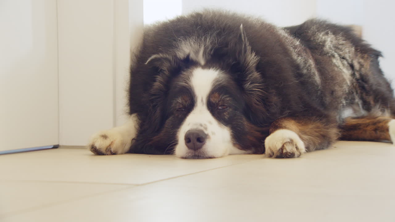 잠자는 개를 확대하면 개는 천천히 눈을 열고, 영화 속 느린 은 넓은 곳에서 눈을 닫습니다.