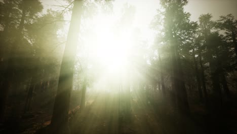 redwood forest foggy sunset scenery