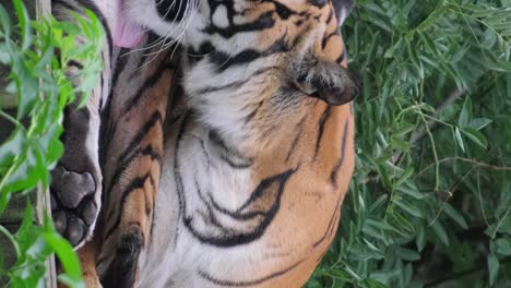 a golden tiger is lying on a plateau, licking the body with its long tongue. tiger grooming itself