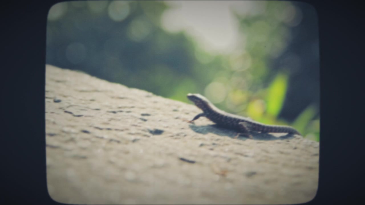 Small lizard crawling on a stone wall