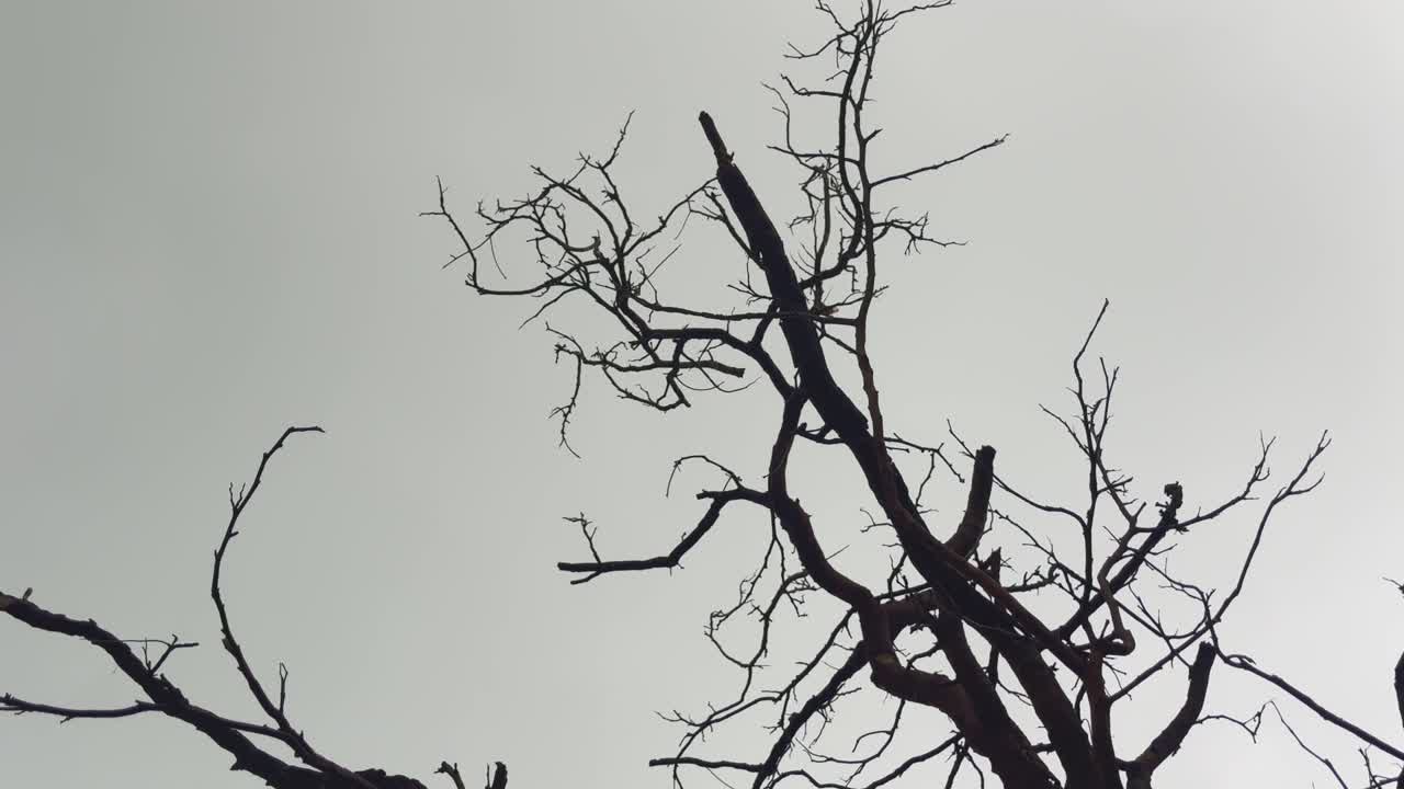 구름 낀 하늘을 배경으로 앙상한 가지가 드러난 마른 나무가 있어요. 카메라를 아래에서 위로 부드럽게 기울여 촬영하여 극적이고 분위기 있는 자연 사진을 연출했어요.