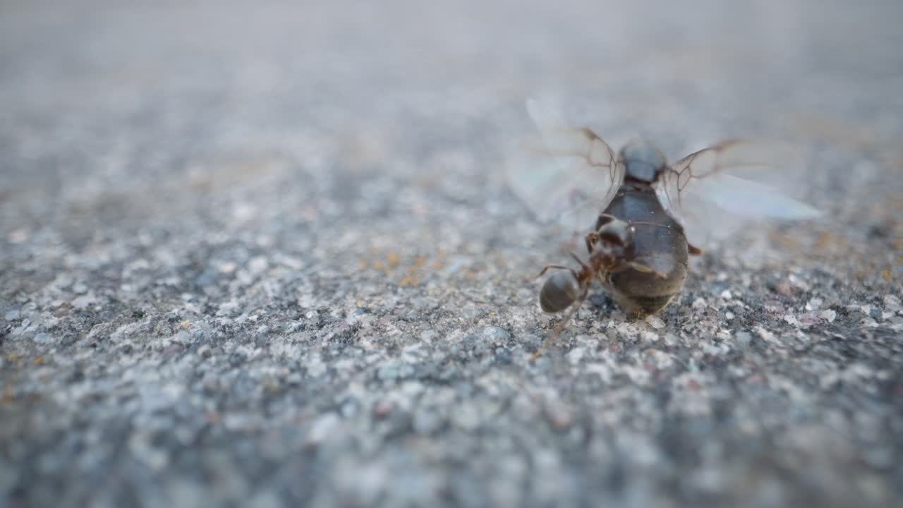 Macro of ant crossing pebbled gray ground with sunlight highlighting textured surface