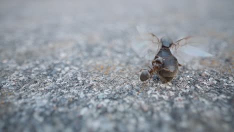 macro of ant crossing pebbled gray ground with sunlight highlighting textured surface