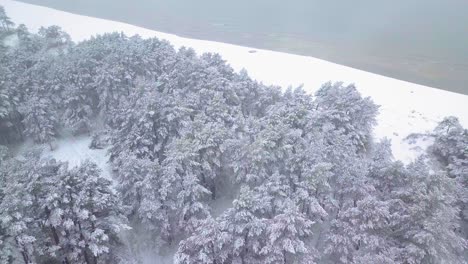 Establishing-aerial-footage-of-trees-covered-with-snow,-light-snow-falling,-Nordic-woodland-pine-tree-forest,-Baltic-sea-coast,-wide-birdseye-drone-shot-moving-forward