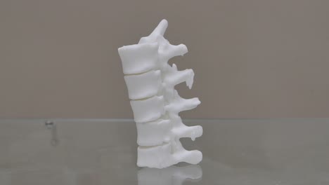 modelo impreso en 3d de la columna vertebral humana