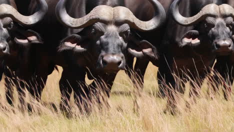 african buffalo herd in savanna