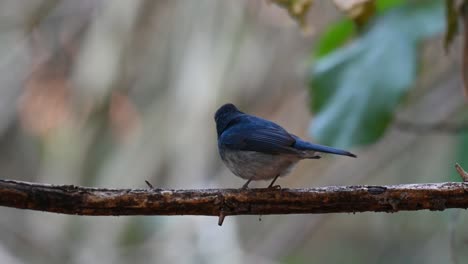 Hainan-Blue-Flycatcher,-Cyornis-hainanus,-Kaeng-Krachan-National-Park,-Thailand