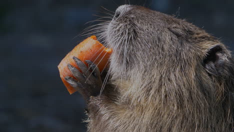 portrait close up of sweet nutria coypu eating carrot and enjoying sunshine