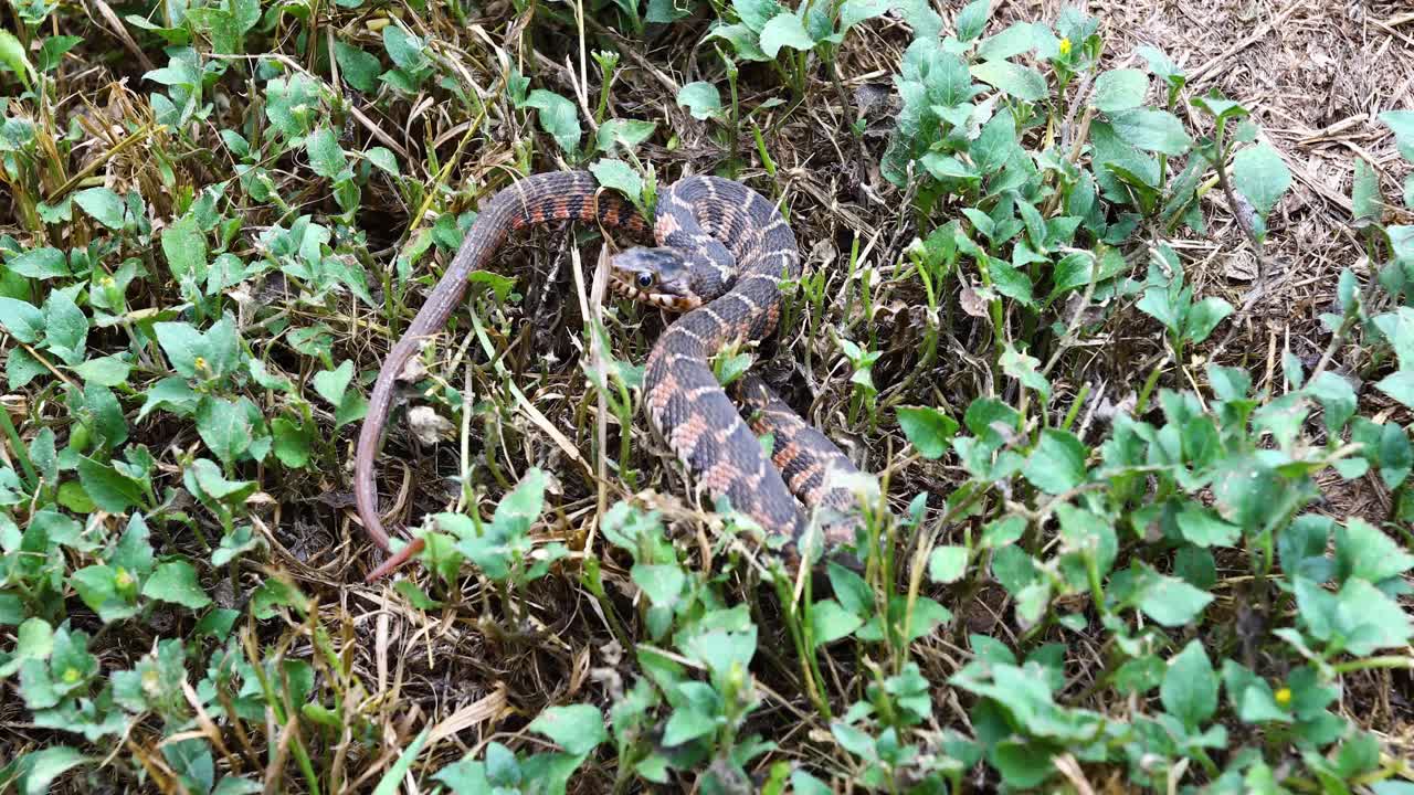 Blotched Water Snake Nerodia erythrogaster transversa coiled in grass