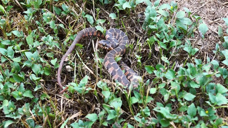 Blotched Water Snake Nerodia erythrogaster transversa coiled in grass