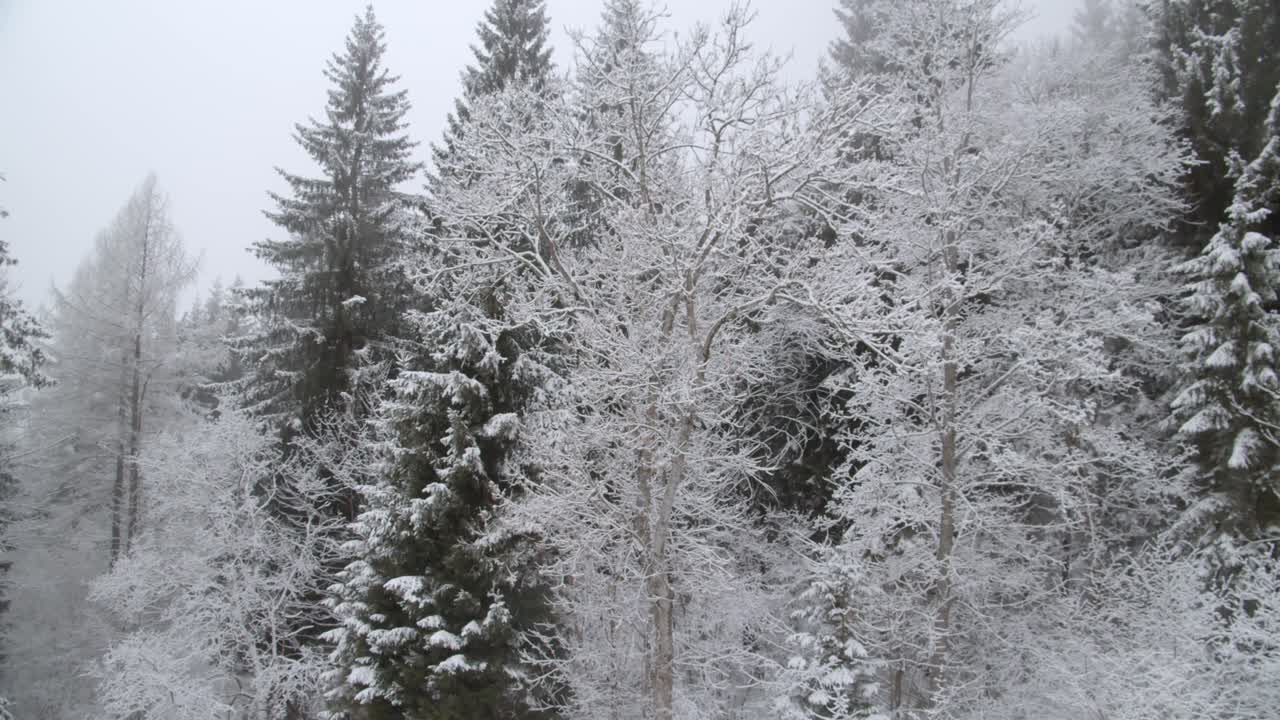 Snow-covered Trees In The Winter Forest, Gloomy Winter Day - panning shot