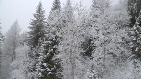 snow-covered trees in the winter forest, gloomy winter day - panning shot