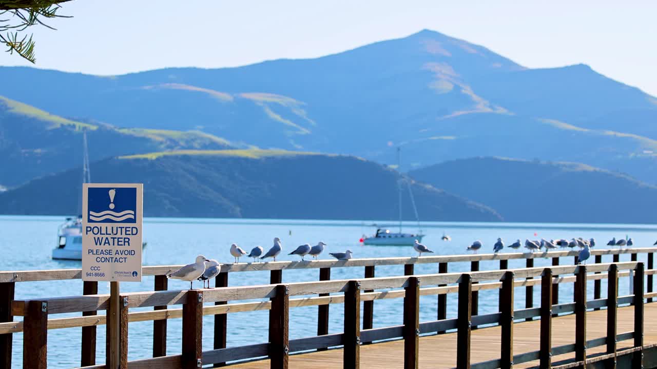 Seagulls perched on a wooden pier in Akaroa Harbour with mountains in the background, captured in bright daylight