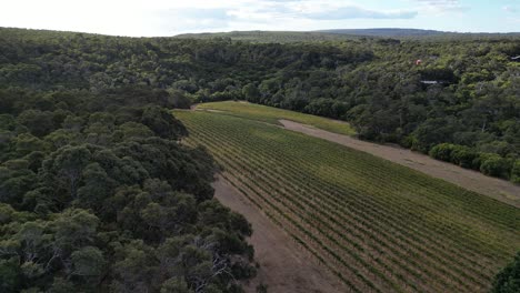 Vineyard-surrounded-by-woodland-and-forest,-Margaret-River-region-at-sunset,-Australia