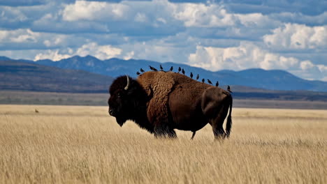 american bison with birds on its back in a grassy field
