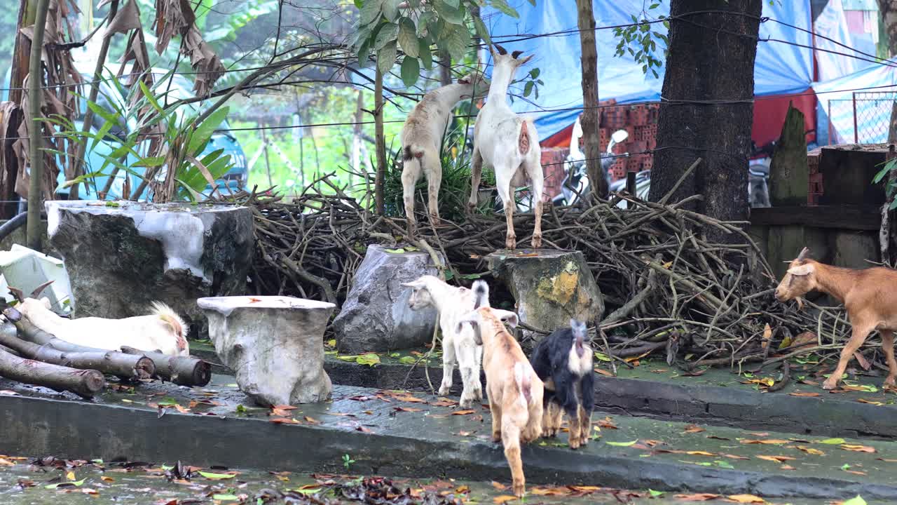 염소 들 이 이웃 지역 을 돌아다니고 있다