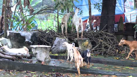 goats wandering around a neighborhood setting