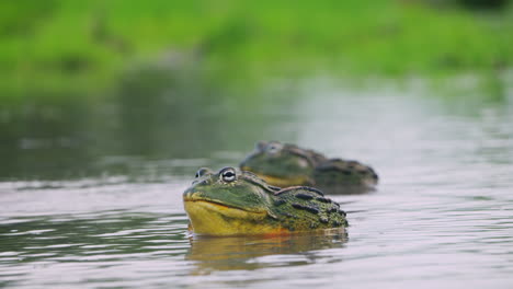 Close-up-Of-Huge-African-Bullfrogs-In-A-Pond-In-Central-Kalahari-Reserve---close-up-shot