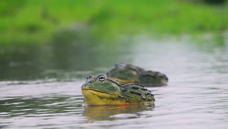 primer plano de enormes ranas toro africanas en un estanque en la reserva central de kalahari - primer plano