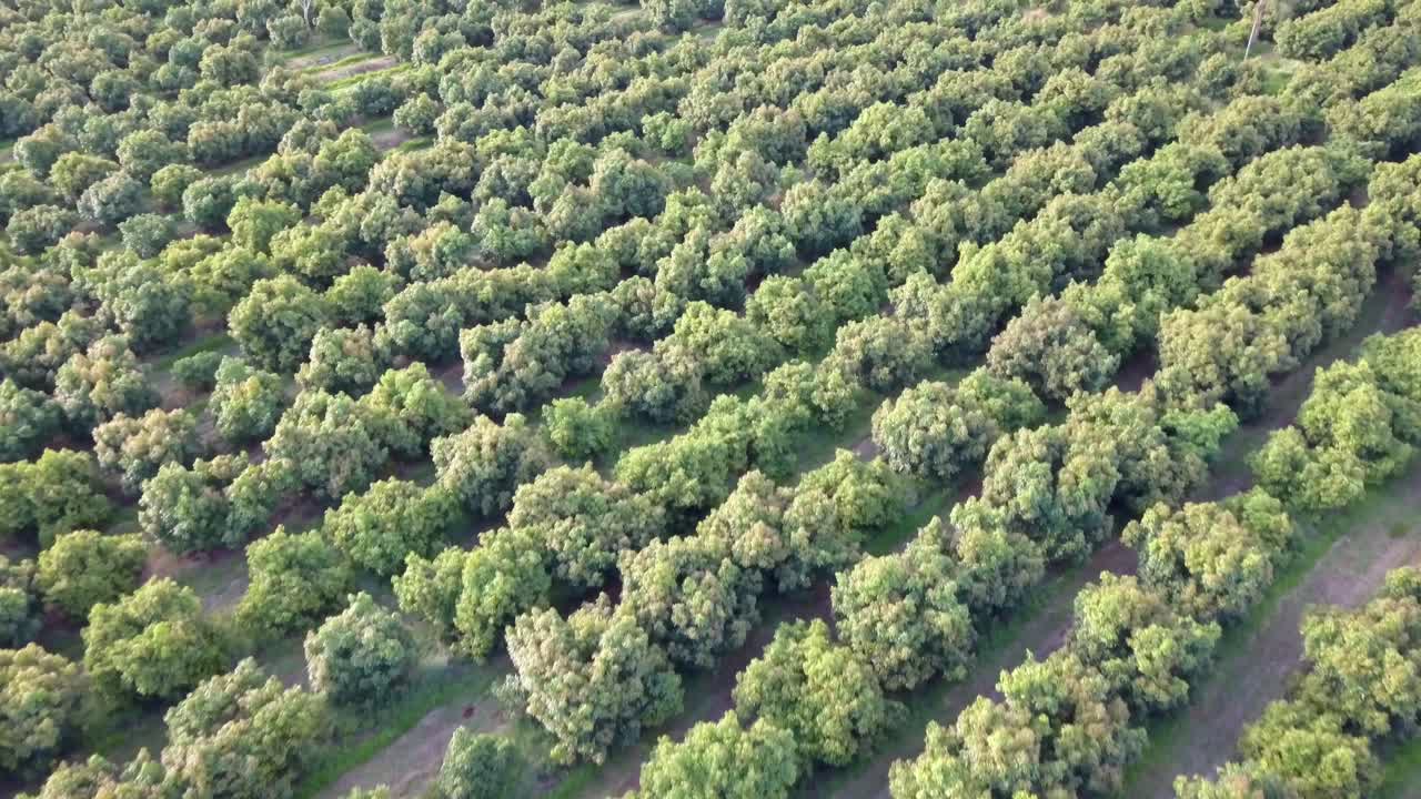 푸른 나무가 있는 과수원, 화창한 날 공중 전망