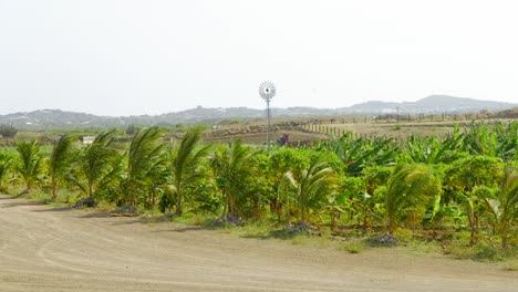 granja de palmeras en tierra firme con molino de viento en segundo plano.
