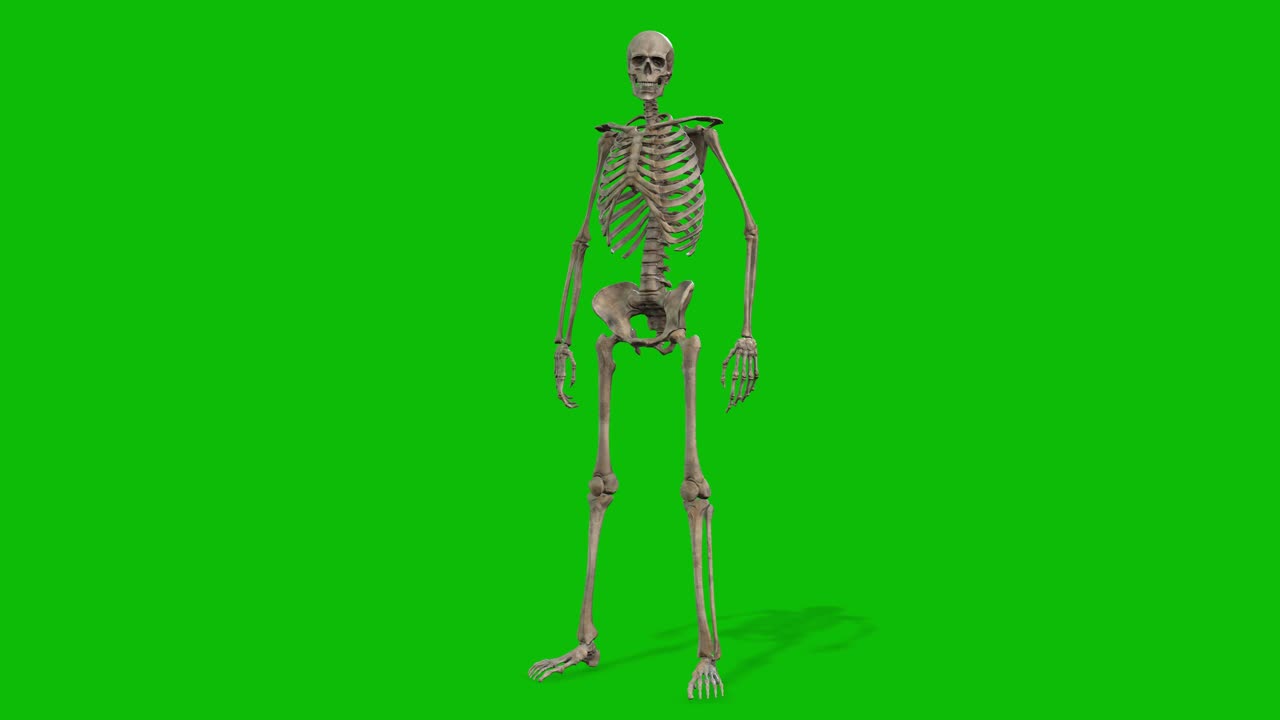 un personaggio 3d scheletro in piedi inattivo sullo schermo verde loop senza cuciture animazione 3d, vista anteriore loop animato