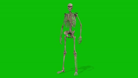 a skeleton 3d character standing idle on green screen seamless loop 3d animation, front view animated loop