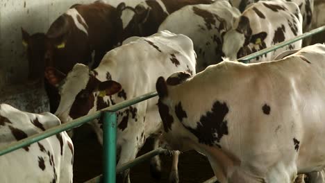 cows from barn to parlor