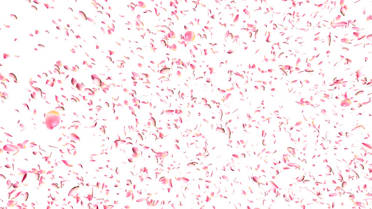 꽃잎이 날아다니고 있습니다.