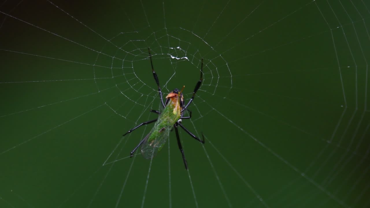una araña comiendo un insecto verde en su telaraña en lo profundo del bosque mientras la cámara se aleja, tailandia