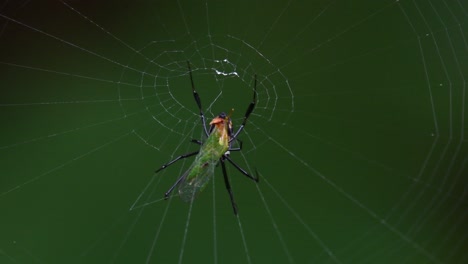 una araña comiendo un insecto verde en su telaraña en lo profundo del bosque mientras la cámara se aleja, tailandia