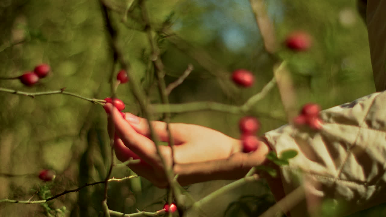 Picking Rose Hips