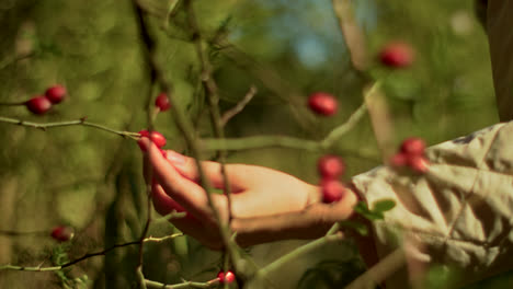 picking rose hips