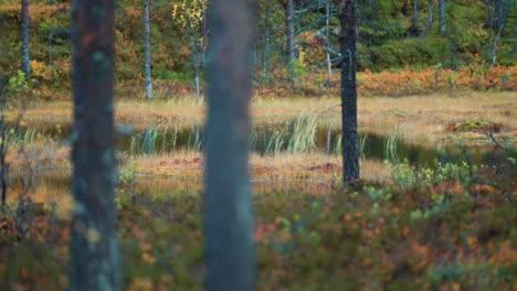 a tranquil autumn scene featuring a forest clearing where tall grasses sway gently near a calm pond