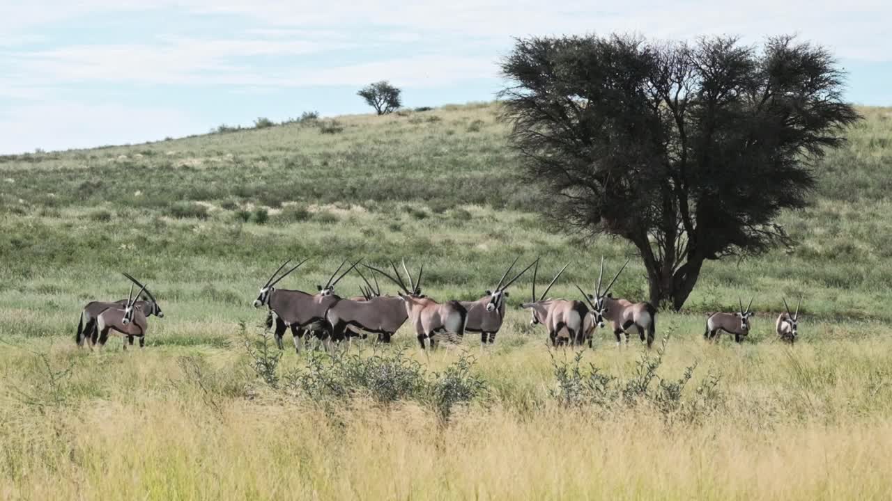 A herd of Gemsbok or Oryx on a green, grassy savannah in the Kalahari national park.