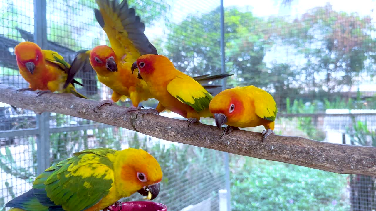 다채로운 무새 들 이 나가지 에서 상호 작용 하고 있다