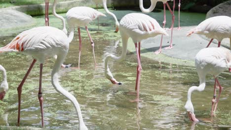 Una-Extravagancia-De-Bonitos-Flamencos-Rosados-Y-Blancos-Que-Se-Alimentan-De-La-Vegetación-En-El-Agua-Sucia-Del-Estanque-De-Un-Recinto-Del-Zoológico-De-Mascotas,-Tailandia