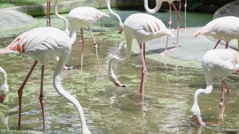 una extravagancia de bonitos flamencos rosados y blancos que se alimentan de la vegetación en el agua sucia del estanque de un recinto del zoológico de mascotas, tailandia