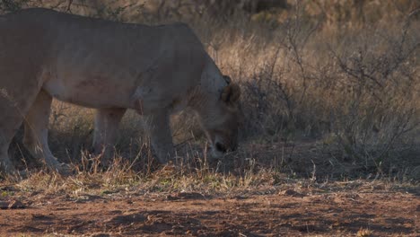Lioness-sniffing-dirt-ground-in-savannah-and-picking-up-scent