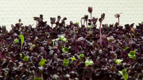 a time lapse of some red kale growing during the early stages of growth