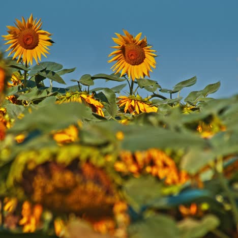 flores de un girasol en el sol de la tarde