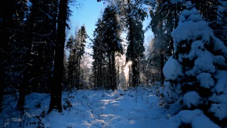 Magical-winter-forest-where-dust-of-snow-is-flying-of-the-pine-trees-and-sun-is-hitting-them,-maging-the-footage-magical