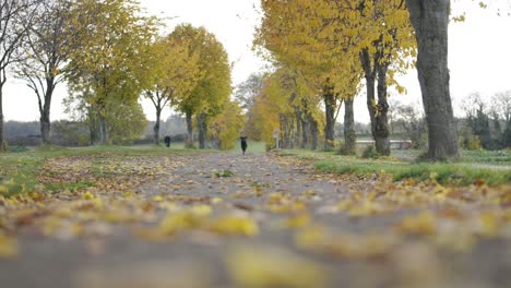 Hund-Rennt-Die-Straße-Entlang,-Auf-Deren-Beiden-Seiten-Bäume-Stehen